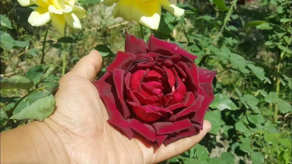 metáfora del rosal.